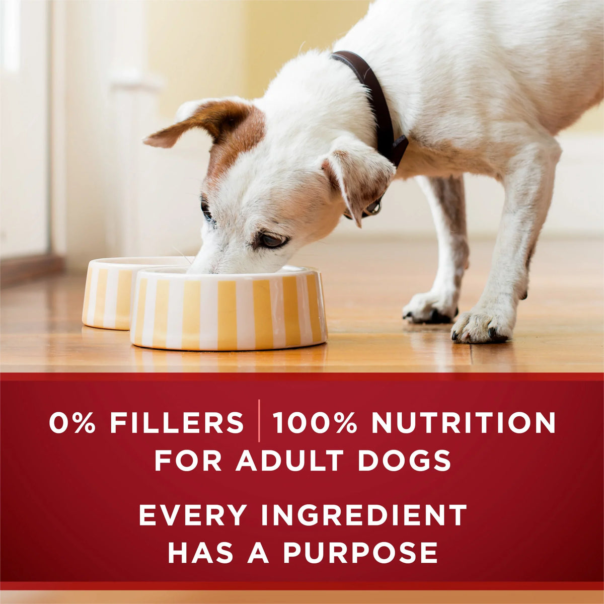 (12 13 Classic Instinct True Pack) One Purina Dog Food, Cans Ground Wet oz