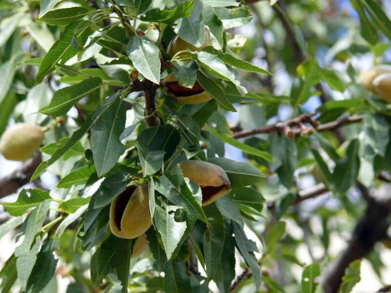 — by Salted, and Non-GMO, Food to 25 Organic Vegan Roasted Pistachios — Pounds Live