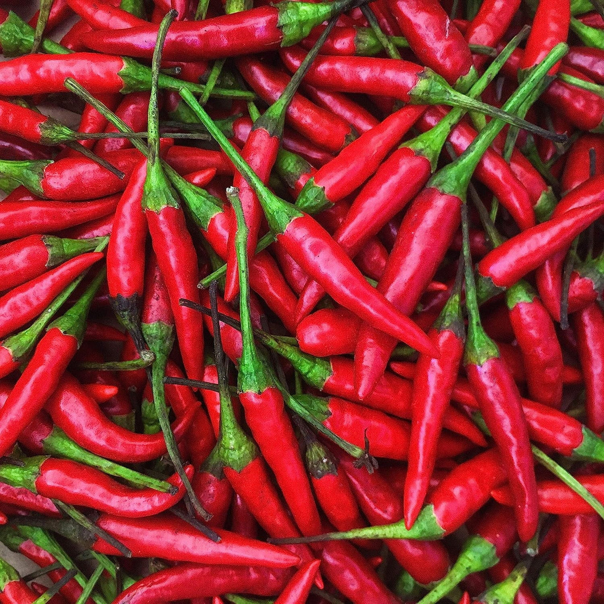 Chili Red -1 Lb (16 trendy Fresh Peppers oz) Thai