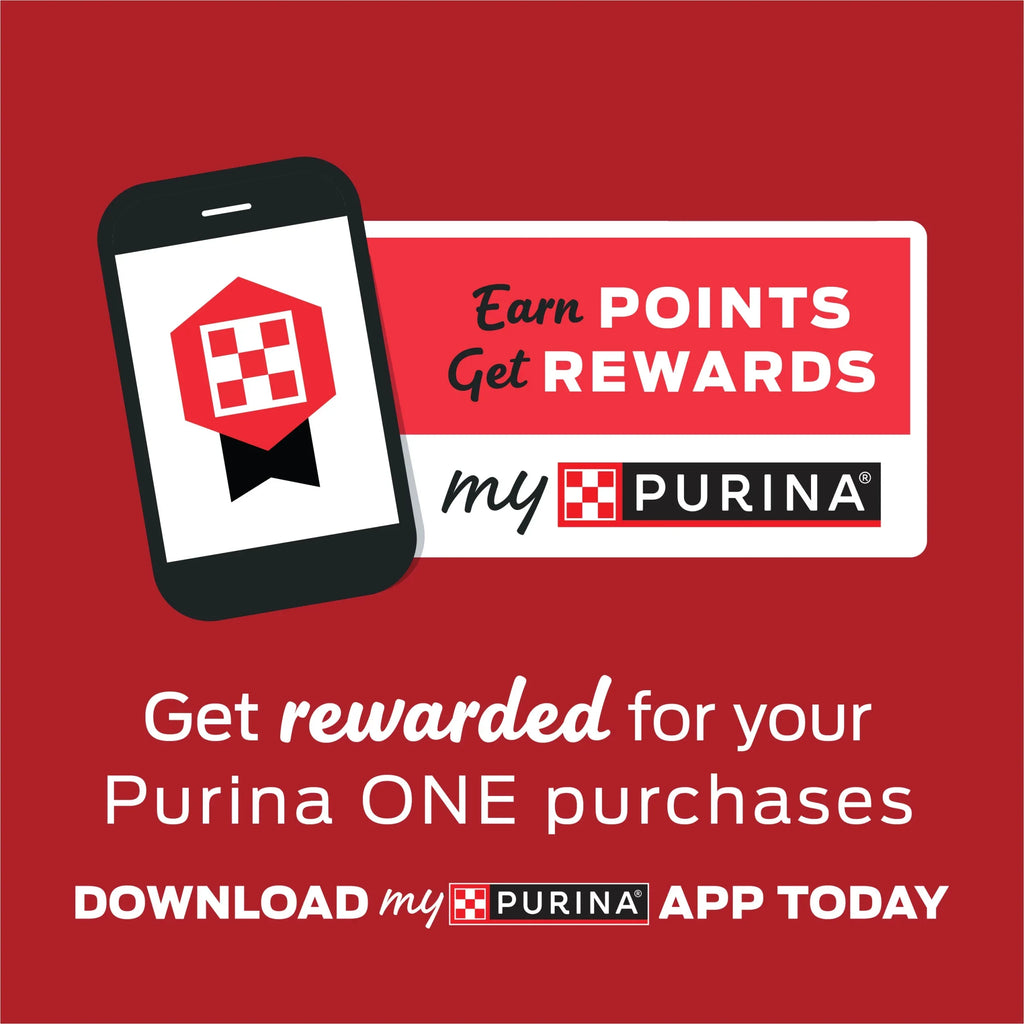 (12 13 Classic Instinct True Pack) One Purina Dog Food, Cans Ground Wet oz