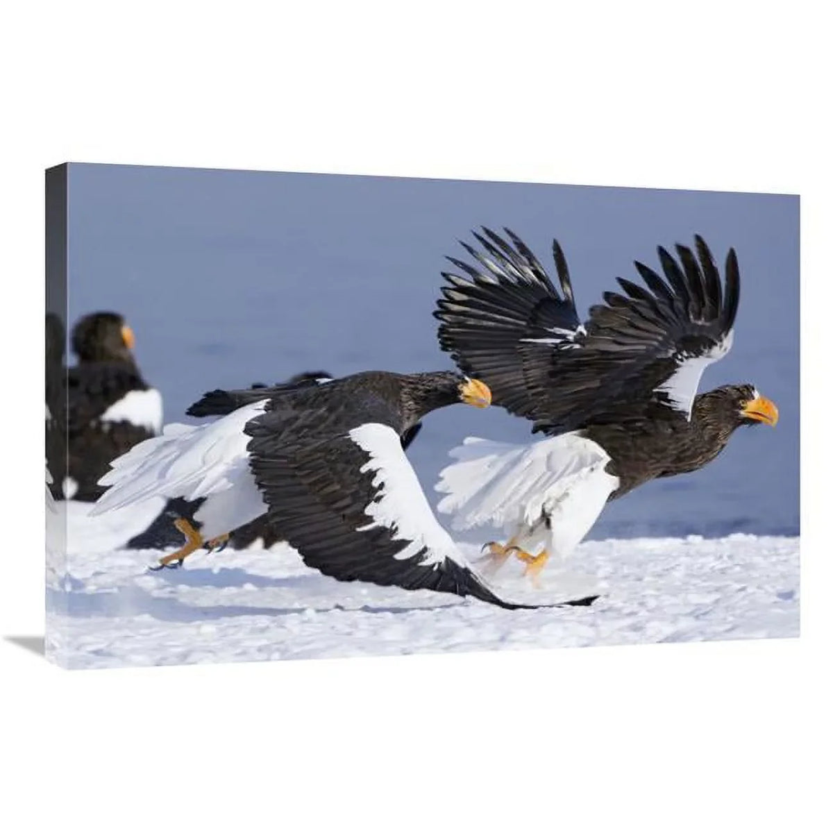 Sergey 30 x Sea Adult, Russia Stellers - Away Print Kamchatka, Gorshkov in. Eagle Another Chasing Art 20