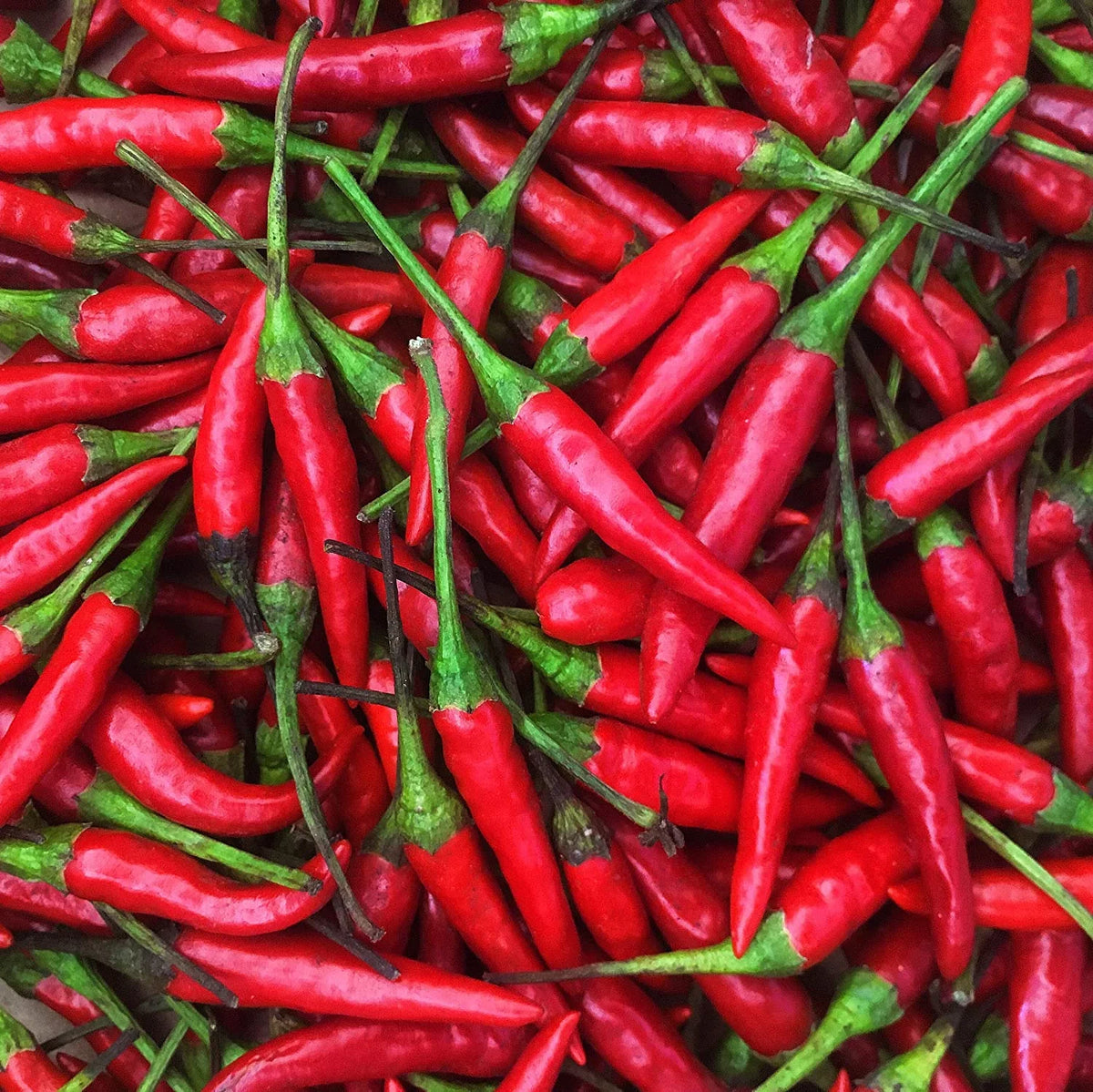 Chili Red -1 Lb (16 trendy Fresh Peppers oz) Thai